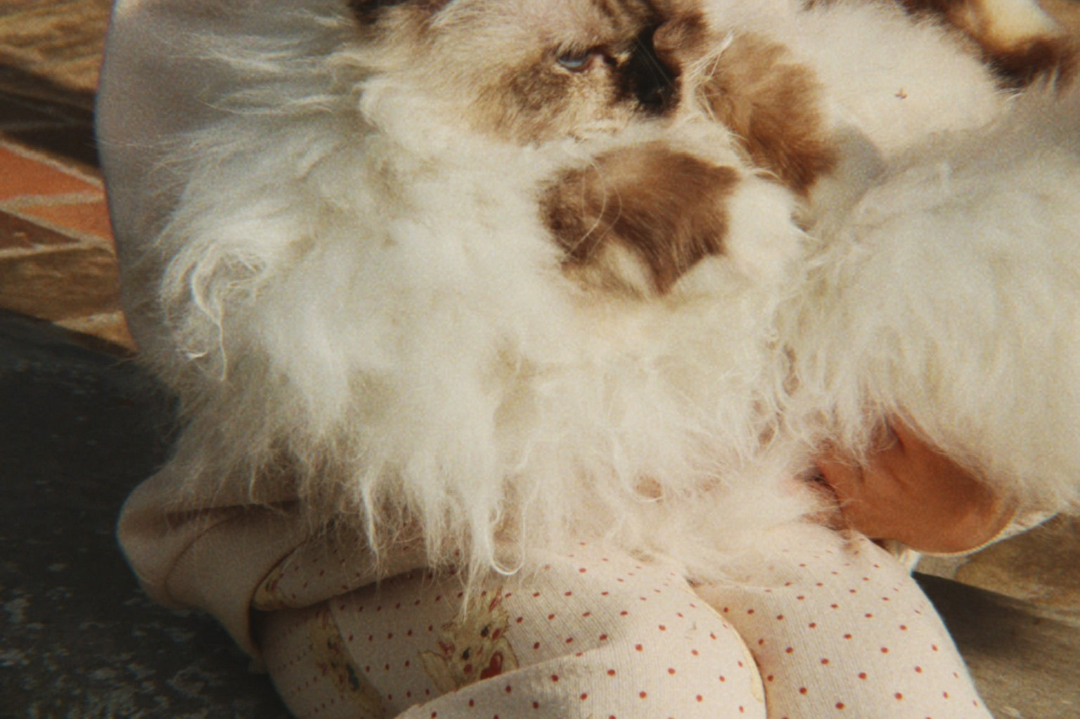 Konges Sløjd A/S Hosen - Jersey miao amore